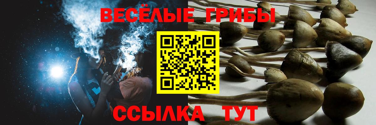 Псилоцибиновые грибы Psilocybe  Вход с VPN  купить  цена  Томск 